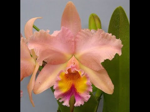 BLC GEORGE KING X PASTEL  QUEEN MUDA  Ocotea net