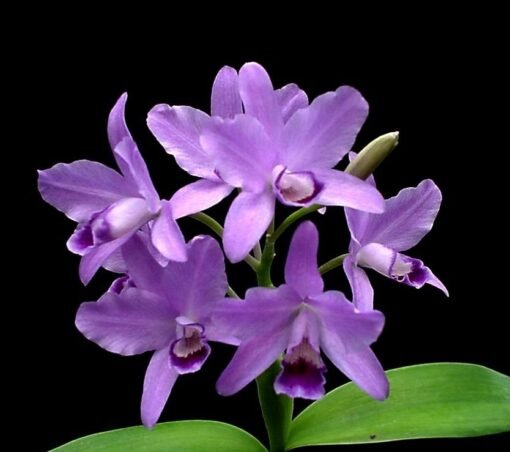 CATTLEYA BOWRINGEANA COERULEA - ADULTA