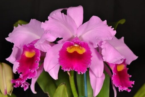 POT. AMAZON ORCHIDS X IRENE FINNEY - CORTE ADULTO