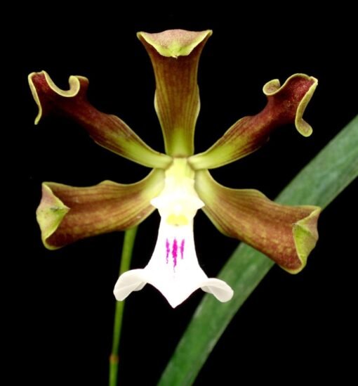 ENCYCLIA CORDIGERA LABELO BRANCO - MUDA DE 5 A 10CM