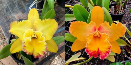 BLC. HIS LIGHT `DIVINE´ ADULTA