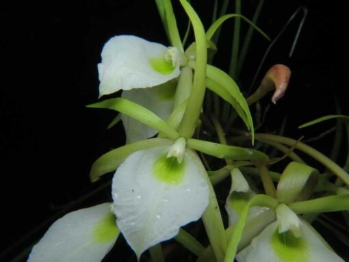 BRASSAVOLA PERRINI “LONG LEAF” ADULTA