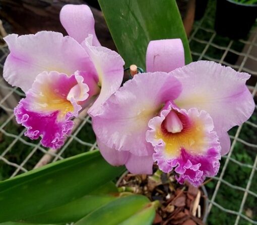 LC. IRENE FINNEY X BLC. AMAZON ROYAL SPLASH PRE ADULTA