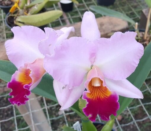 BLC. GOLDENZELLE " TAIDA" X BONANZA QUEEN PANAMINT - CORTE ADULTO