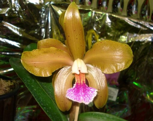 CATTLEYA GRANULOSA ANIEL -  PRÉ ADULTA