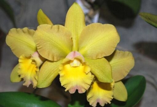 BLC WAIKIKI GOLD X BLC DURIGAN NBS