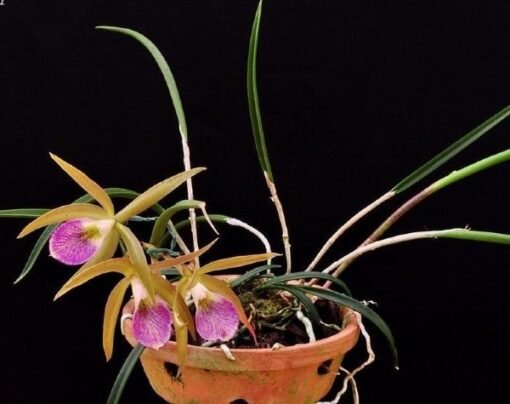 BRASSOCATTLEYA LITORALIS NBS