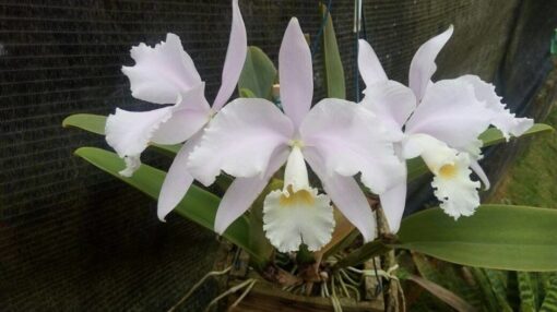 CATTLEYA WARNERI SUAVE SANTA TEREZA - ADULTA