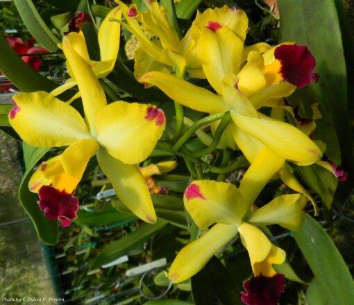 C.CHOCOLATE DROP X BLC.NOBILE'S CONFETI 'THATHA' MUDA