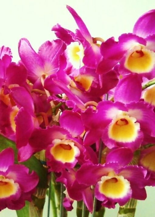 DENDROBIUM HÍBRIDO D26  PRÉ ADULTO