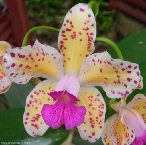 CATTLEYA AMETHYSTOGLOSSA AUREA X COERULEA - ADULTA