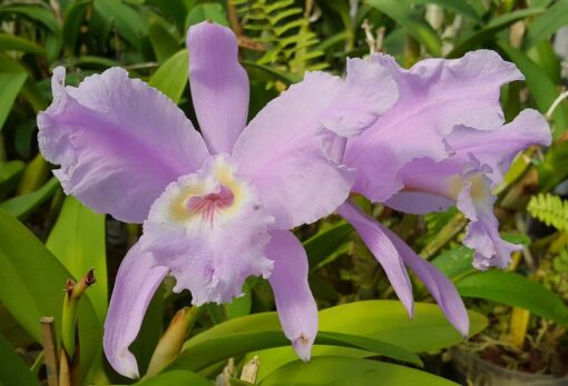 CATTLEYA LUEDMANNIANA CONCOLOR -  PRÉ ADULTA