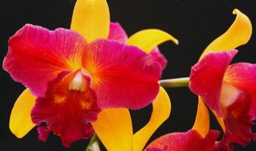 BLC. TZENG WEN X HORACE MAXIMA MUDA