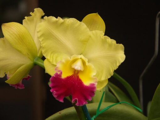 BLC. GOLDENZELLE " TAIDA" X BLC. TOSHIE AOKI "ROBIN" ADULTA