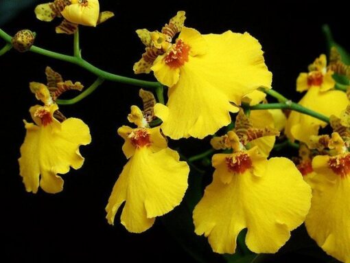 ONCIDIUM ALOHA IWANAGA NBS