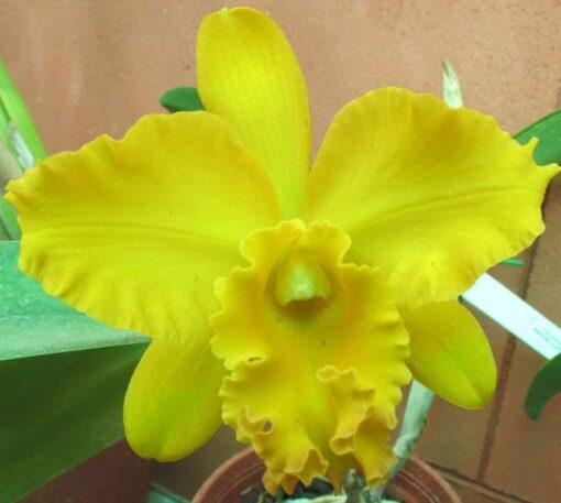 BLC MAKAHA GOLD CARMELA X TOSHIE AOKI ROBIN - CORTE ADULTO