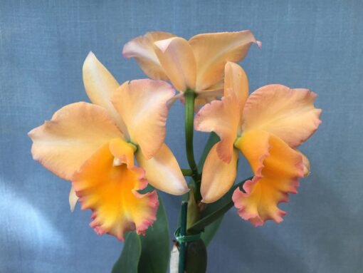 LC. BOUTON D'OR  X DELTA KING  PRÉ ADULTA