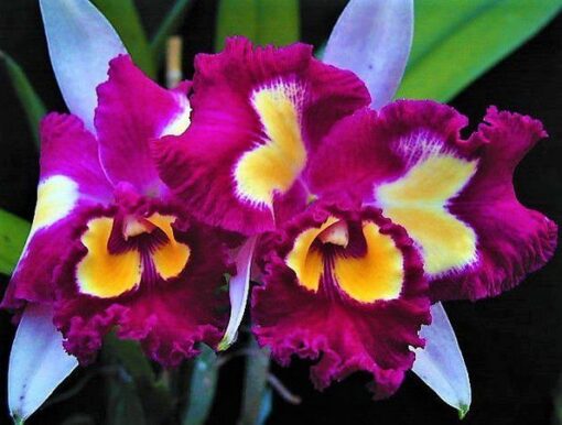 BLC CHINESE BEAUTY DOU FANG BEAUTY X DRUMBEAT TRIUMPH ADULTA