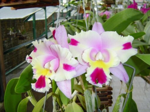 BLC CHYONG GUU CHAFFINCH X HAWAIAN WESSING SON VIRGIN ADULTA