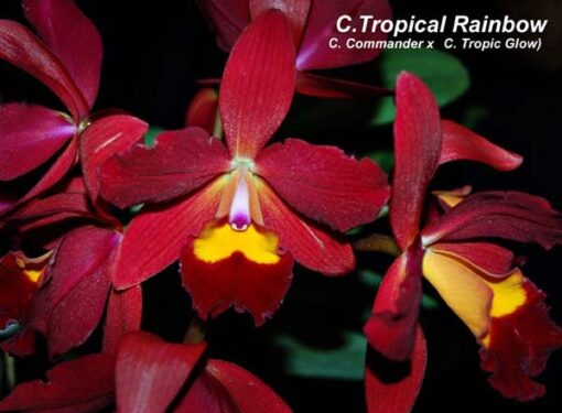 LC. TROPICAL RAINBOW - CORTE ADULTO