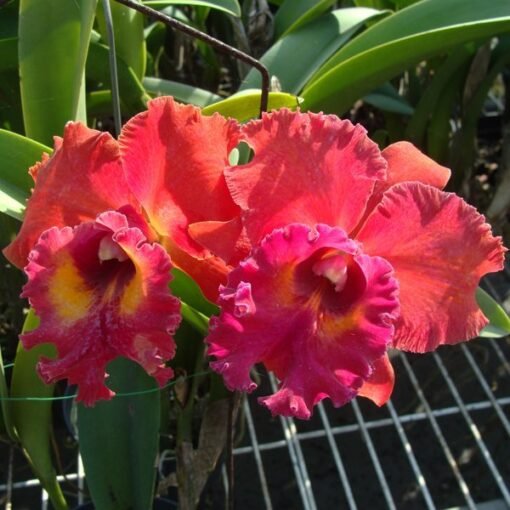 BLC. TAINAN CITY MUDA 10 A 15 CM