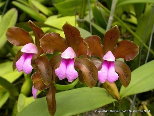 CATTLEYA BICOLOR MUDA 5 A 10 CM