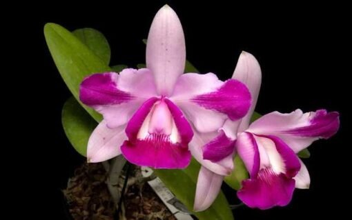 BLC. BOUTON D’OR X C. INTERMEDIA “AQUINI VINHO” ADULTA