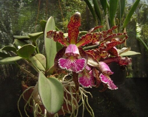 CATTLEYA SCHILLERIANA TIPO MUDA