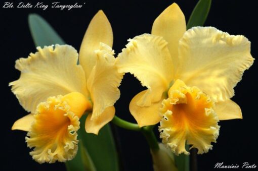 BLC. DELTA KING "TANGERGLOW" - CORTE ADULTO