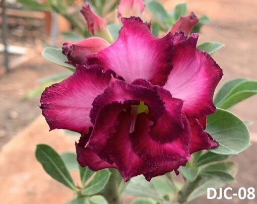 ROSA DO DESERTO DJC-08