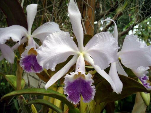 CATTLEYA WARNERI COERULEA -  PRÉ ADULTA