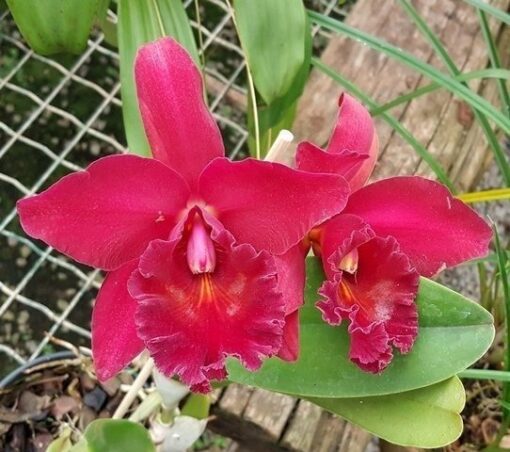 C. PERCIVALIANA X BLC. CHIA LIN “NEW CITY”  PRE ADULTA