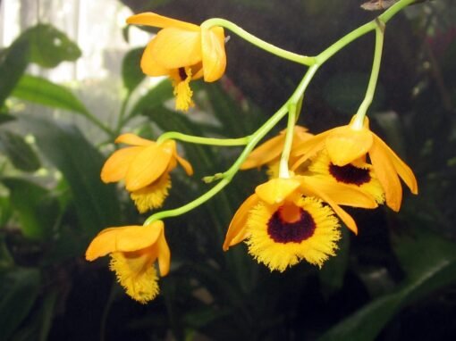 DENDROBIUM FIMBRIATUM MUDA 5 A 10 CM