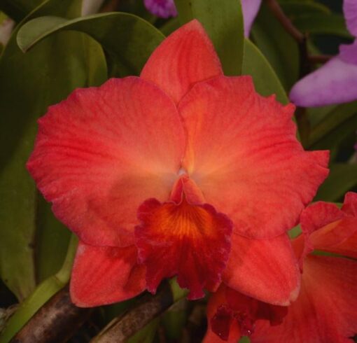 BLC. GOLDENZELLE X POT. ELAINE TAYLOR ADULTA