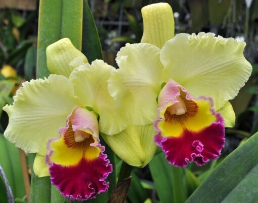 BLC. GOLDENZELLE HIGH MOON ADULTA