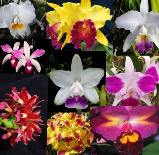 KIT DE MUDAS DE CATTLEYA ESPECIAIS- 10 UNIDADES