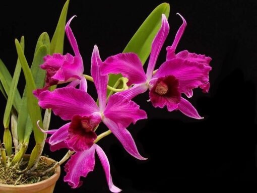 LAELIA PURPURATA SANGUINEA  PRÉ ADULTA