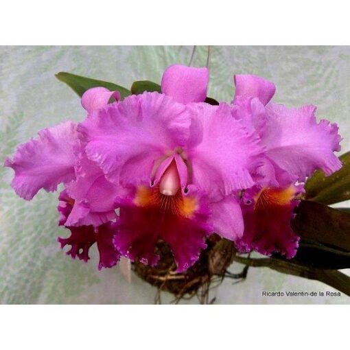 BLC. ROSE WHISPER 'SUISEI' X DRUMBEAT HERITAGE - CORTE ADULTO