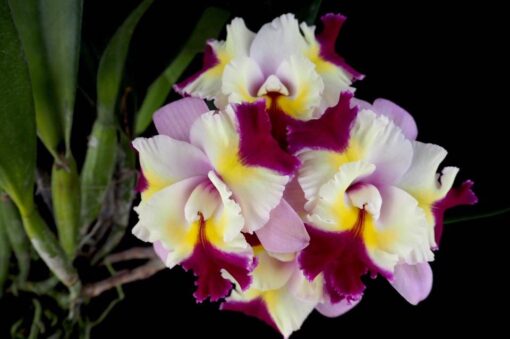 BLC. MARY SONG X DELTA KING ADULTA