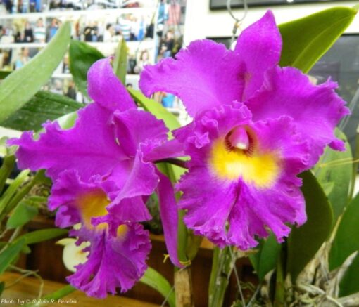 BLC. NAN CHANG SILK X BLC. SANYANG RUBY ADULTA