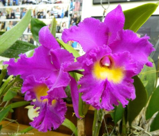 BLC. NAN CHANG SILK CT OLYMPIC TORCH ADULTA