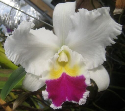 LC. NIPPON LIVINZA X RUTH GEE CARMELA MUDA