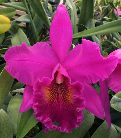 BLC. NORMAN BAY X ERIN KOBAYASHI ADULTA