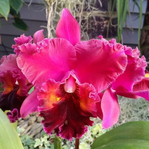 BLC. OCONEE X BLC. NAN CHANG ADULTA