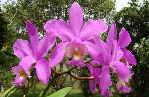 C.LODDIGESII X (BLC.DURIGAN X C.GRANULOSA) MUDA