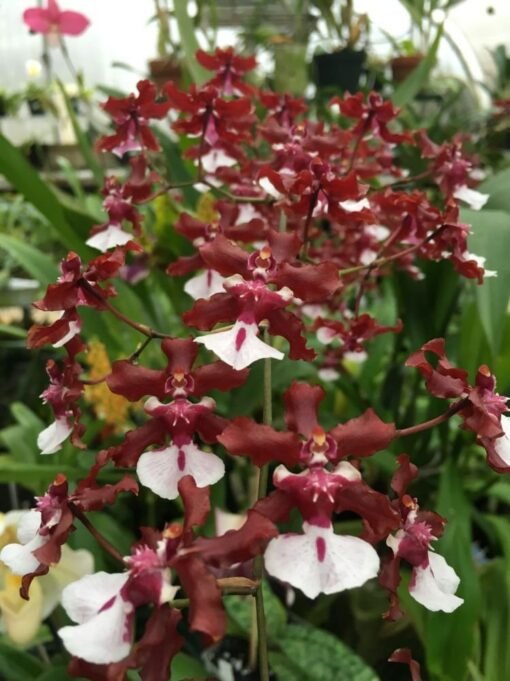 ORQUIDEA CHOCOLATE - MUDA 10 A 20 CM