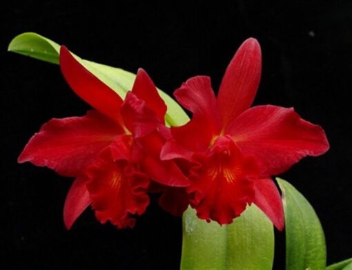 SLC. JEWEL BOX " SHERAZADE" ADULTA