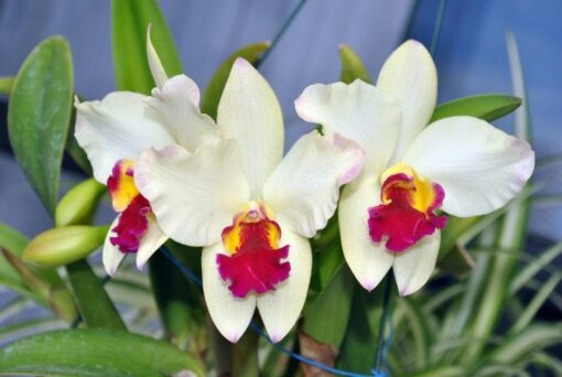 BLC. DOCTOR DAMASIO X GOLDEN ACCLAIM ADULTA