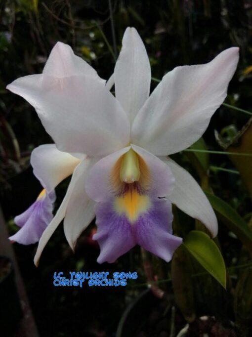 LC. TWILIGHT SONG X C. INTERGLOSSA COERULEA ADULTA