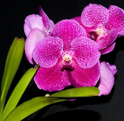 VANDA PATS DELIGHT RED ADULTA